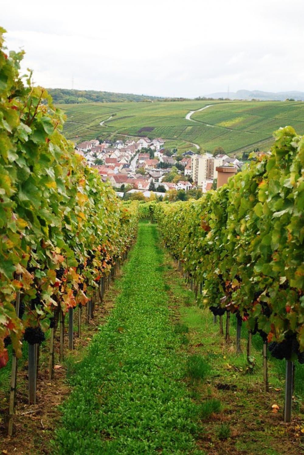Wine Vineyard Grapes Germany Grape Vine Harvest Wine Vineyard Grapes Germany Grape Vine Harvest