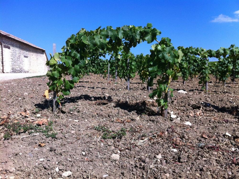 Wine Vines Viticulture Wine Vines Viticulture
