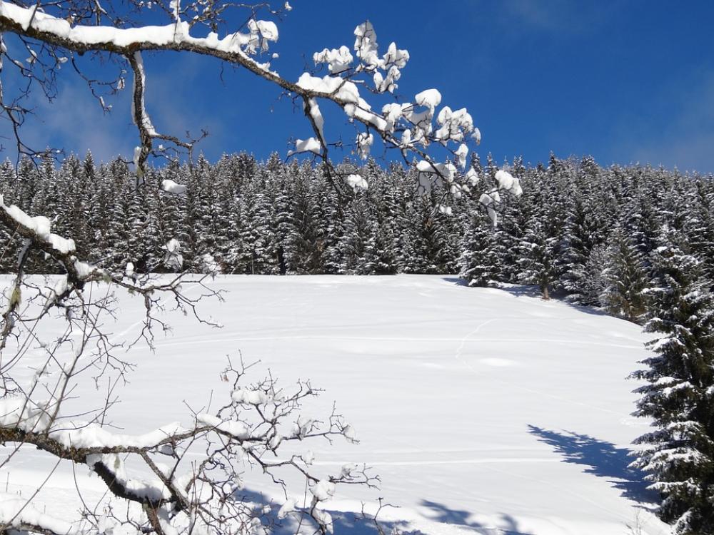 Winter Snow Nature Trees Winter Snow Nature Trees