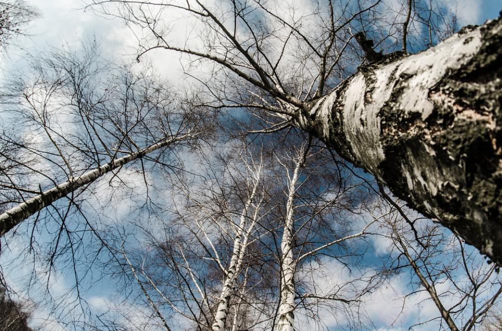 Winter Snow Tree Nature Birch Winter Snow Tree Nature Birch