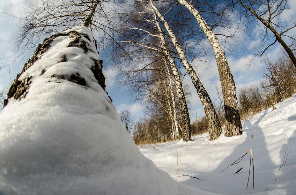 Winter Snow Tree Nature Birch Winter Snow Tree Nature Birch