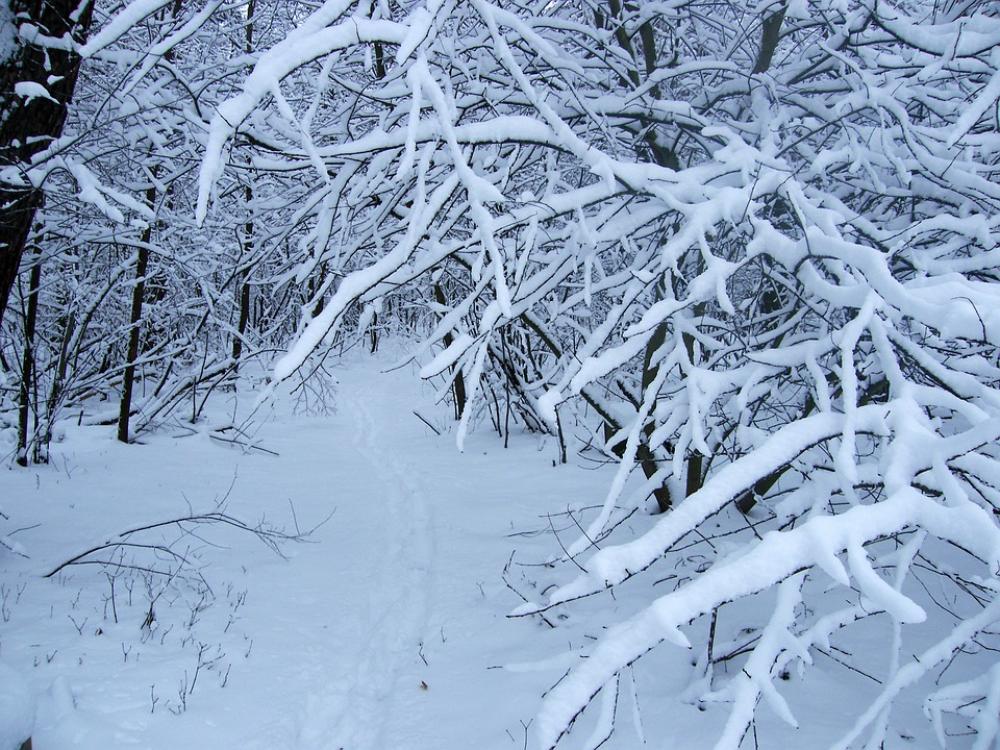 Winter Snow Forest Tree Trace Footprint Winter Snow Forest Tree Trace Footprint