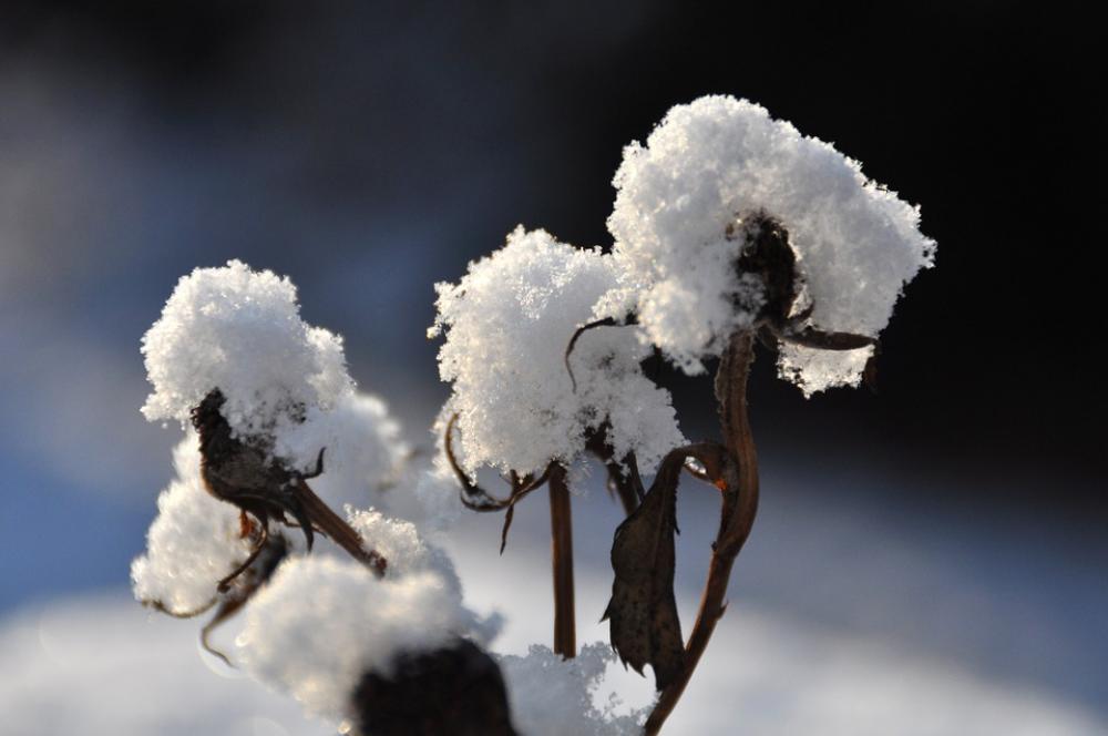 Winter Snow Branch Snowy Winter Mood Winter Snow Branch Snowy Winter Mood
