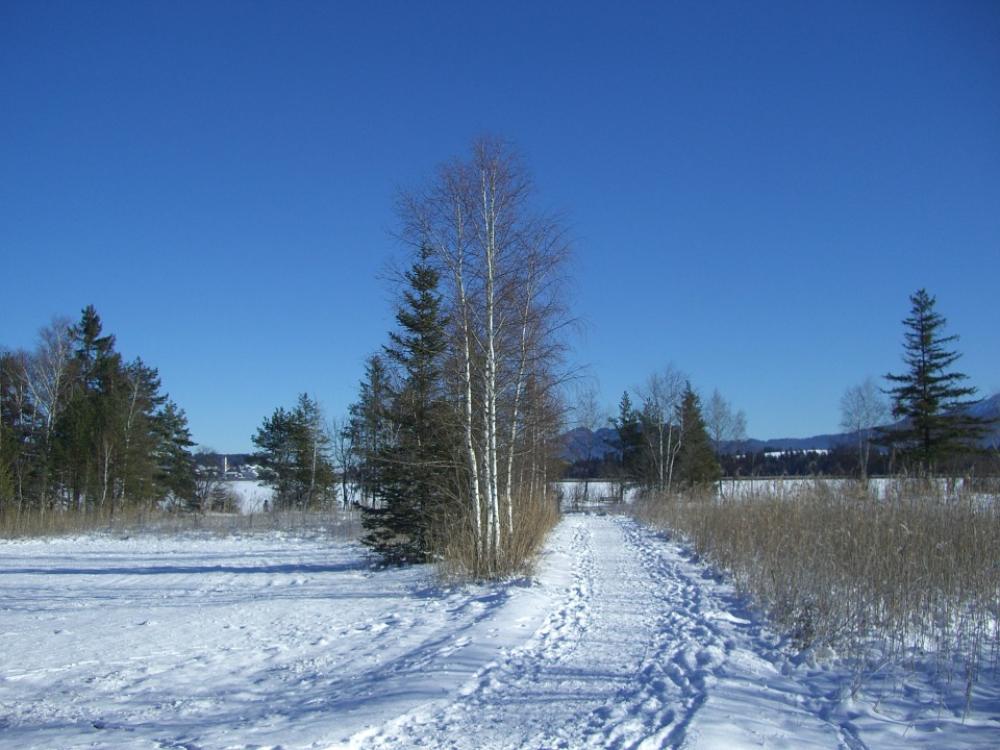 Winter Snow Footprints Away Birch Firs Reed Winter Snow Footprints Away Birch Firs Reed