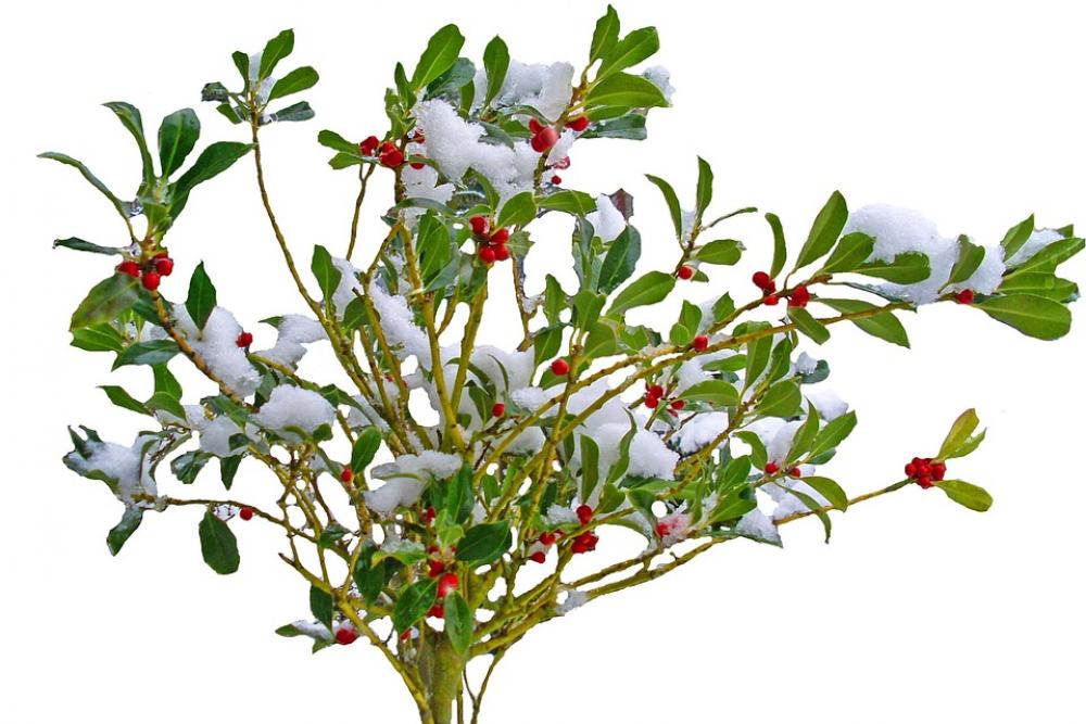 Winter Snow Plant Nature Bush Branches Red Winter Snow Plant Nature Bush Branches Red