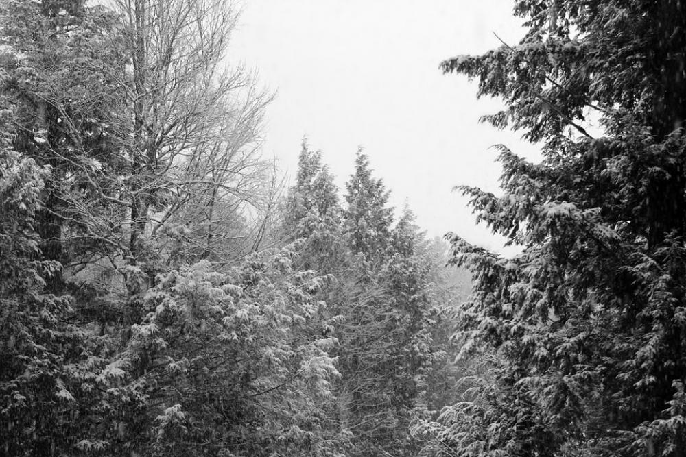 Winter Trees Sky White Landscape Black And White Winter Trees Sky White Landscape Black And White