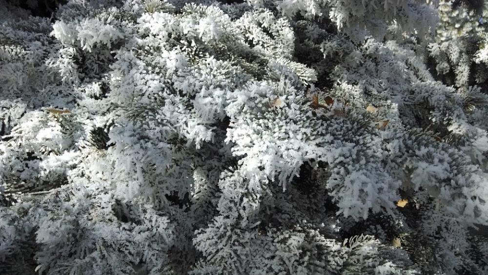 Winter Tree Frost Snow White Snowy Outdoors Winter Tree Frost Snow White Snowy Outdoors