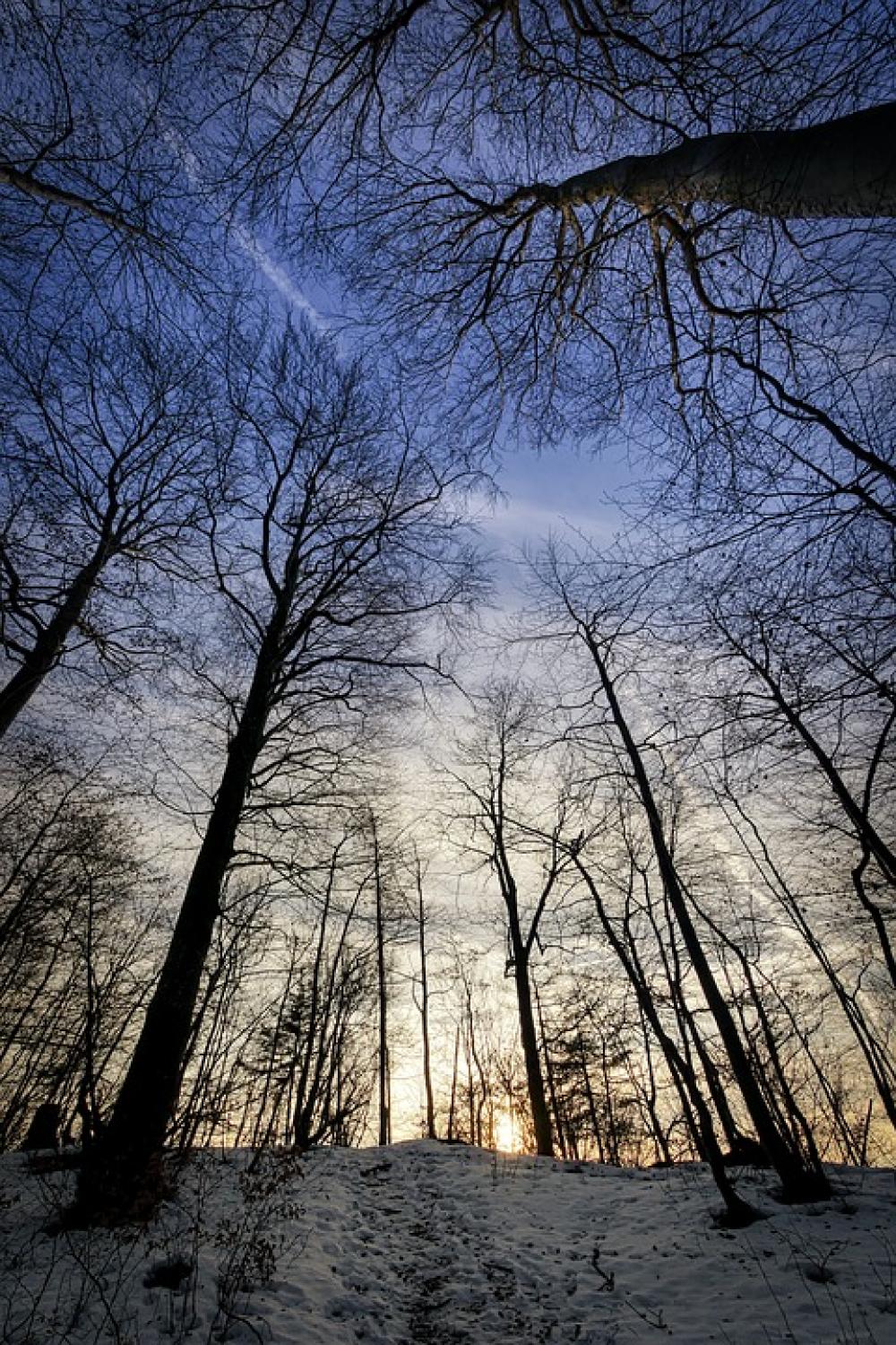 Winter Tree Forest Landscape Snow Nature Frosty Winter Tree Forest Landscape Snow Nature Frosty