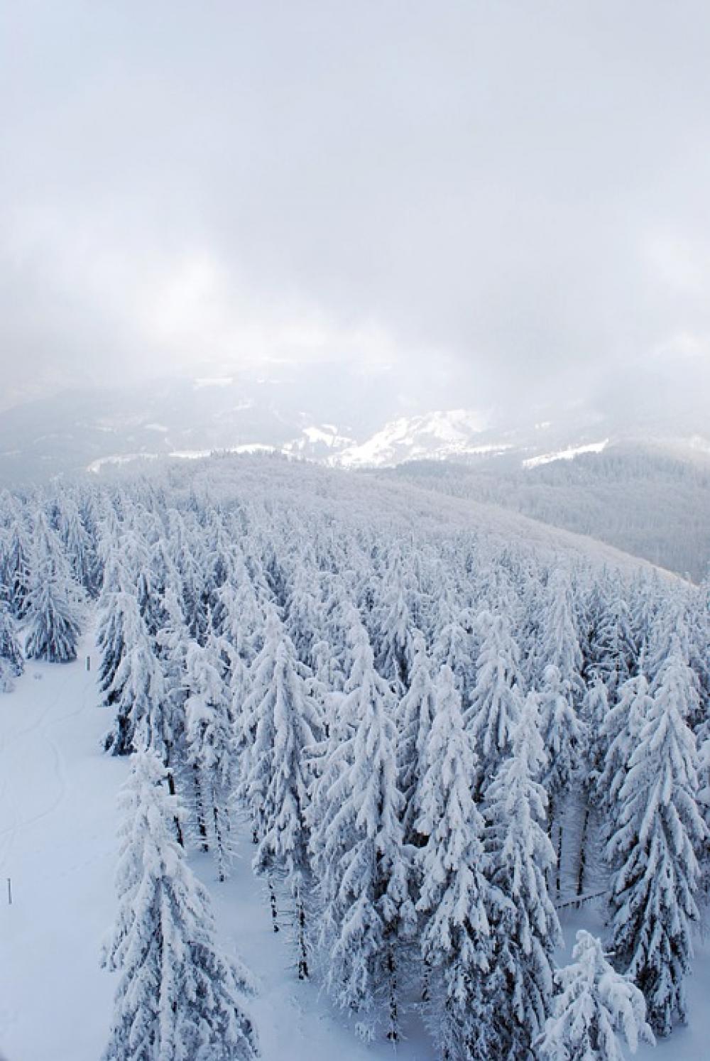Winter Mountains Forest Tree Christmas Tree Snow Winter Mountains Forest Tree Christmas Tree Snow