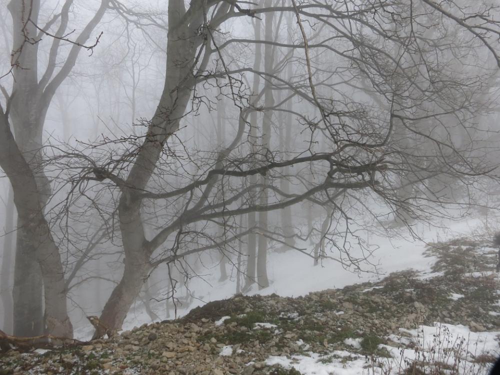 Winter Fog Forest Cold Winter Fog Forest Cold