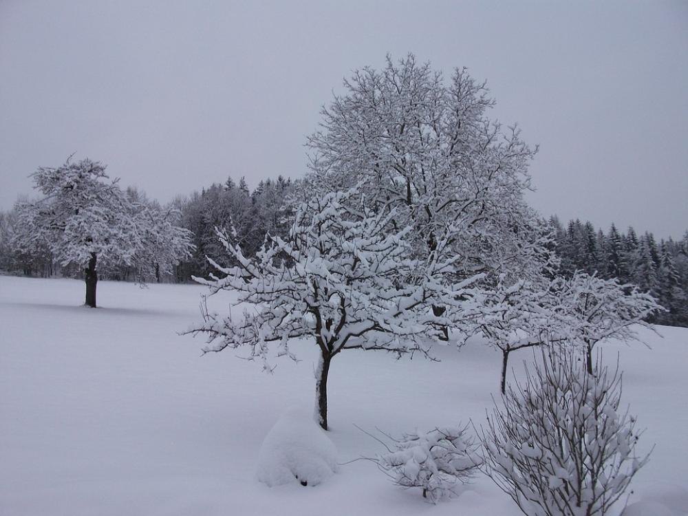 Winter Snow Snow Magic Winter Forest Wintry Trees Winter Snow Snow Magic Winter Forest Wintry Trees