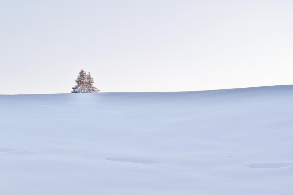 Winter Snow Wintry Winter Dream Tree Snowed In Winter Snow Wintry Winter Dream Tree Snowed In
