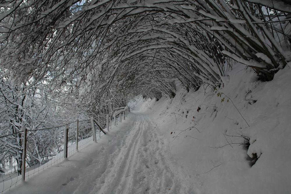 Winter Shrubs Snow Covered Winter Shrubs Snow Covered