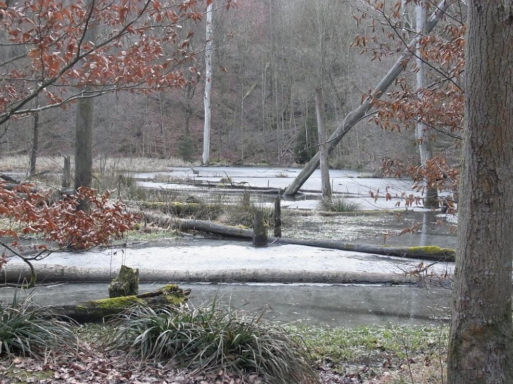Winter Nature Pond Swamp Snow Ice Frozen Winter Nature Pond Swamp Snow Ice Frozen