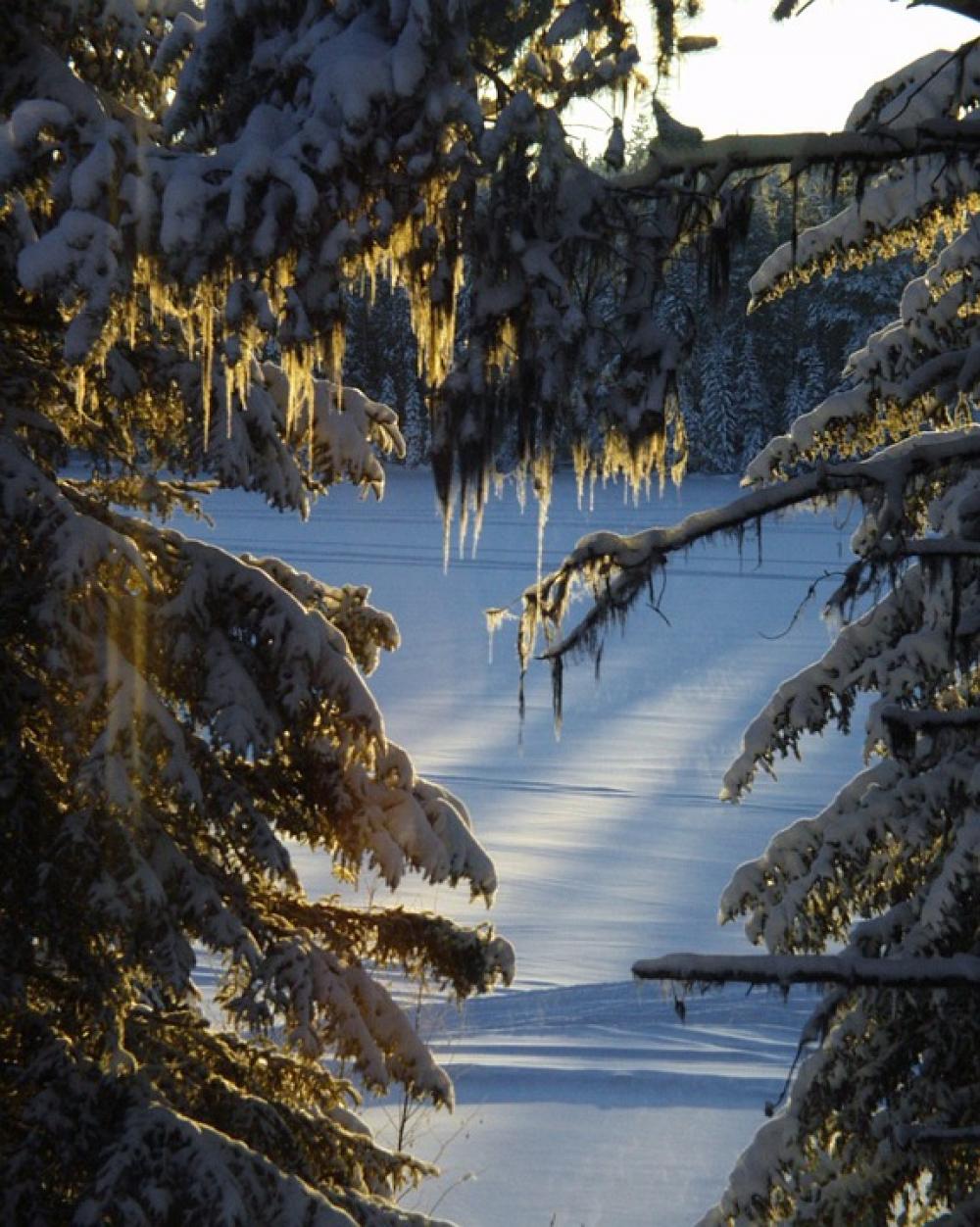 Winter Sun Beam Fir Trees Nature Scenery Winter Sun Beam Fir Trees Nature Scenery