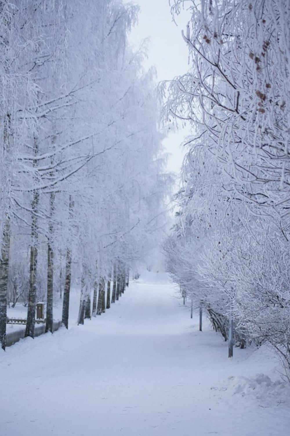 Winter Snow Road Trees Frost White Straight Winter Snow Road Trees Frost White Straight