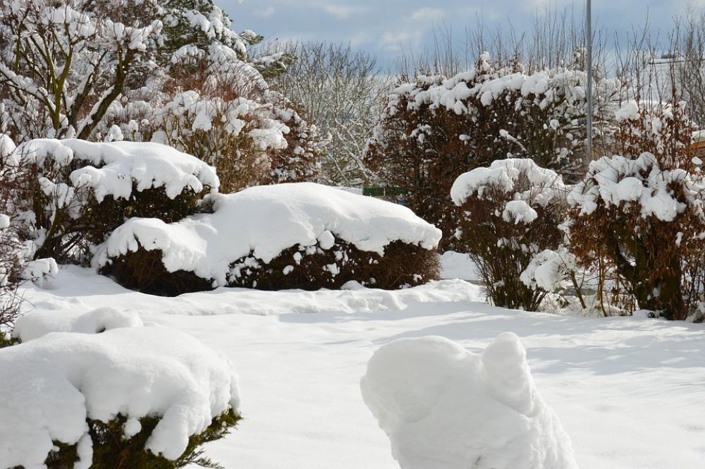 Winter Snow Winter Bushes Winter Dream Wintry Winter Snow Winter Bushes Winter Dream Wintry