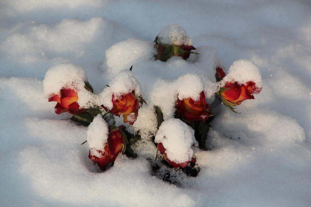 Winter Cemetery Snow Nature Covered Roses Winter Cemetery Snow Nature Covered Roses