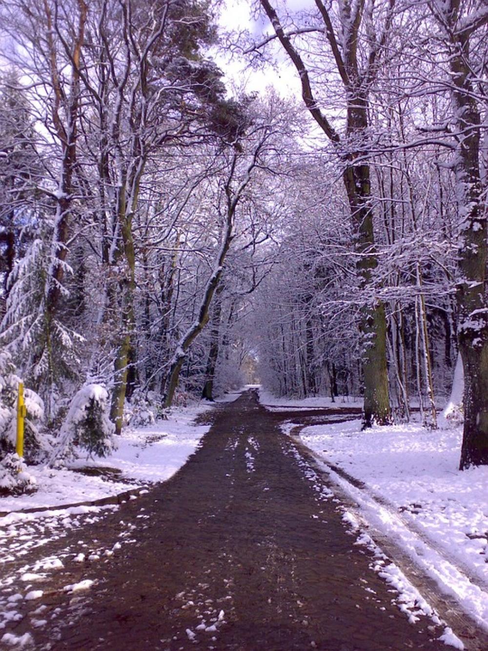Winter Forest Away Winter Magic Winter Dream Snow Winter Forest Away Winter Magic Winter Dream Snow