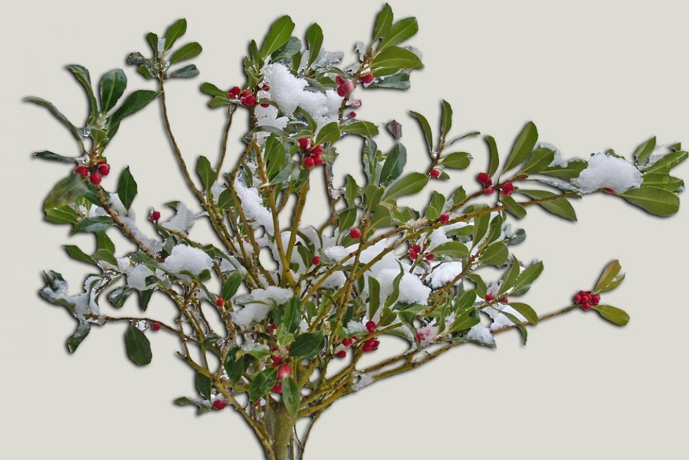 Winter Shrub Winter Snow Berries Rowanberries Winter Shrub Winter Snow Berries Rowanberries