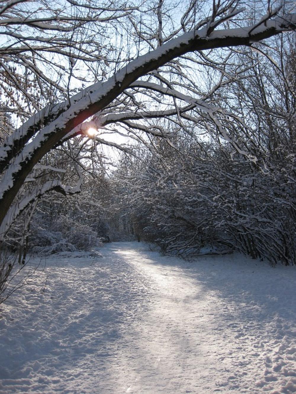 Winter Way Forest Winter Backlighting Away Winter Way Forest Winter Backlighting Away