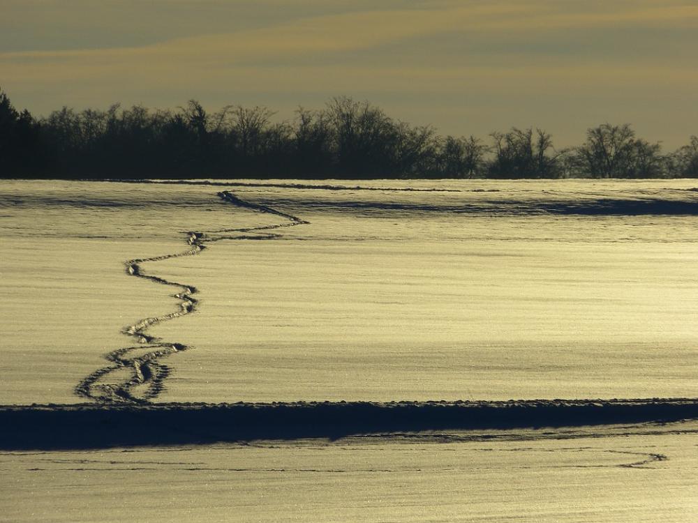 Wintry Winter Snow Backlighting Traces Snow Lane Wintry Winter Snow Backlighting Traces Snow Lane