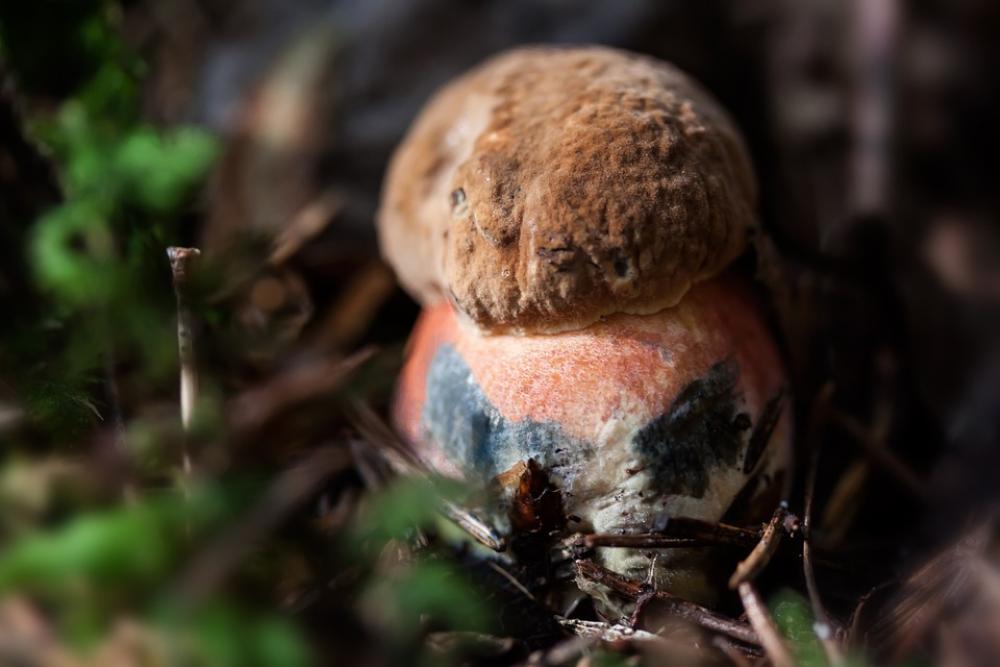 Witches Placidus Young Fresh Mushroom Schusterpilz Witches Placidus Young Fresh Mushroom Schusterpilz