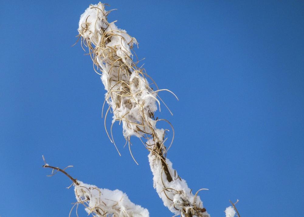 Withered Fire Weed Plant Snow Covered Blue Sky Withered Fire Weed Plant Snow Covered Blue Sky