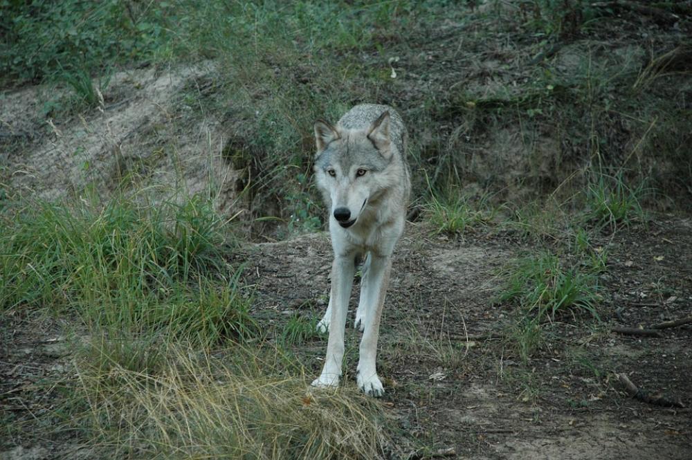 Wolf Animal Captivity Wolf Animal Captivity