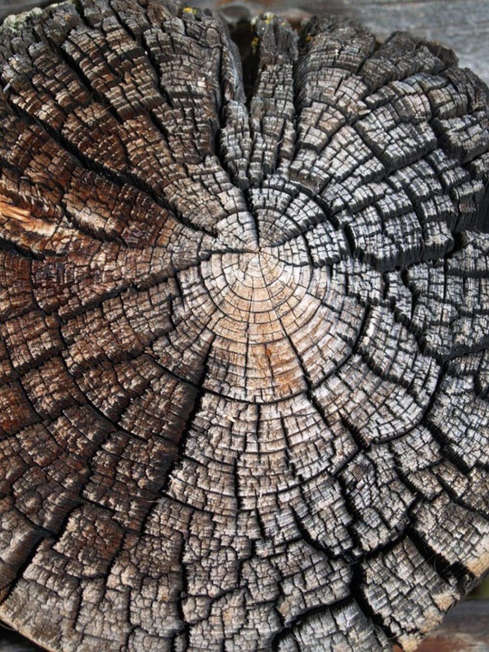 Wood Nature Texture Tree Old Saw Cut Weathering Wood Nature Texture Tree Old Saw Cut Weathering