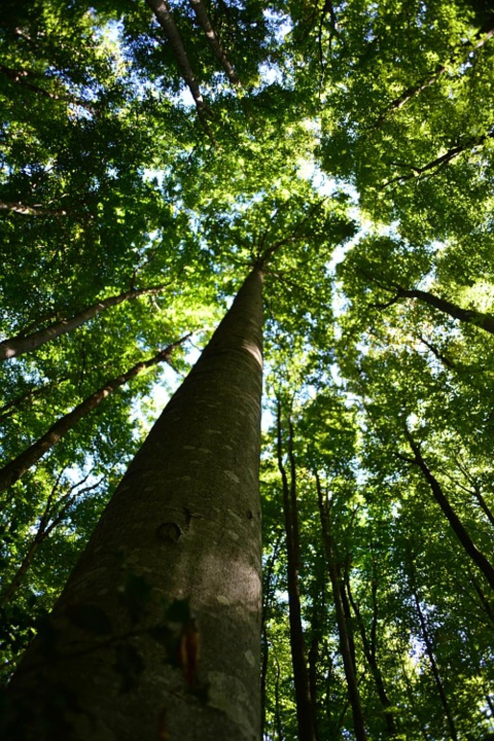 Wood Nature Old Wood Wood Nature Old Wood