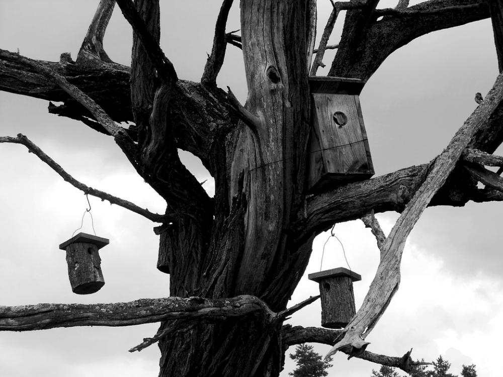 Wood Dry Wood Dead Tree Odu Wood Dry Wood Dead Tree Odu