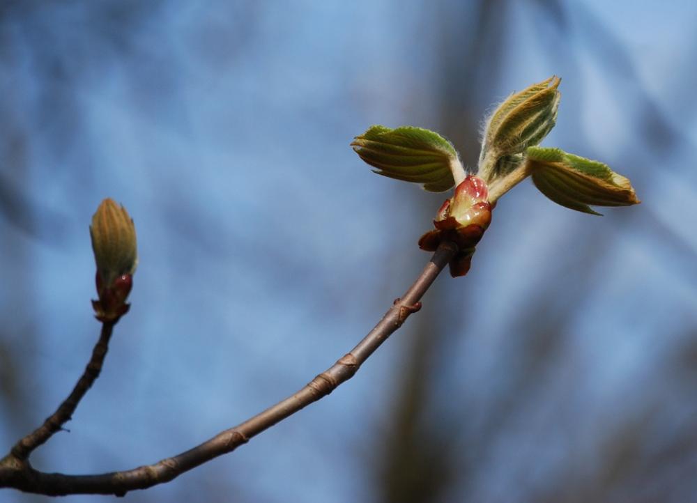 Wood Bud Spring Nature Chestnut Wood Bud Spring Nature Chestnut