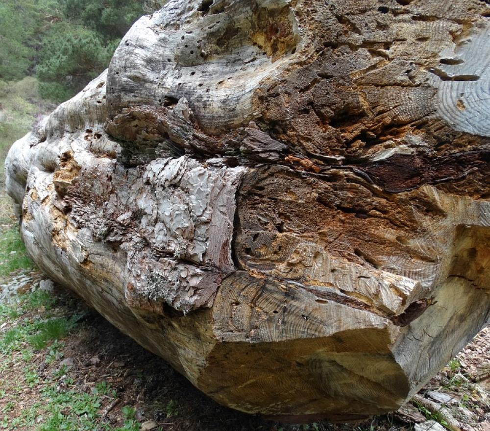 Wood Trunk Forest Autumn Vegetation Green Lawn Wood Trunk Forest Autumn Vegetation Green Lawn