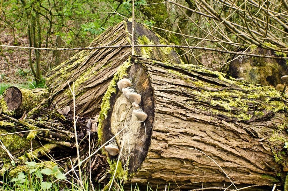 Wood Old Moss Forest Mining Background Nature Wood Old Moss Forest Mining Background Nature