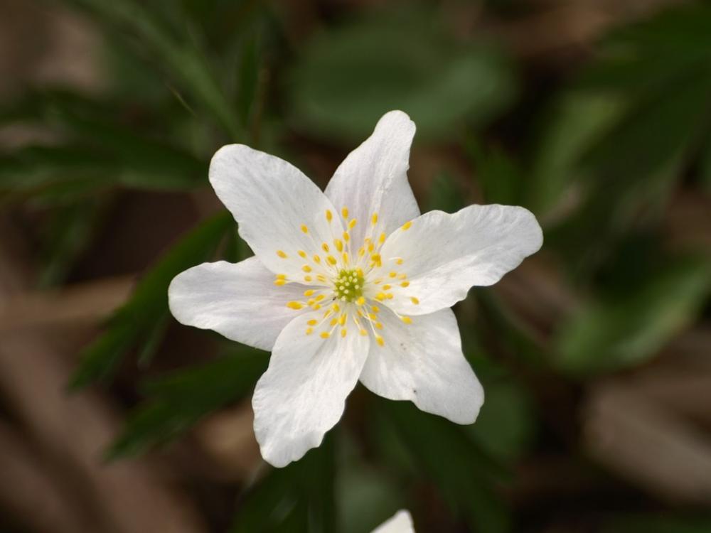Wood Anemone Flower Anemone White Blossom Bloom Wood Anemone Flower Anemone White Blossom Bloom