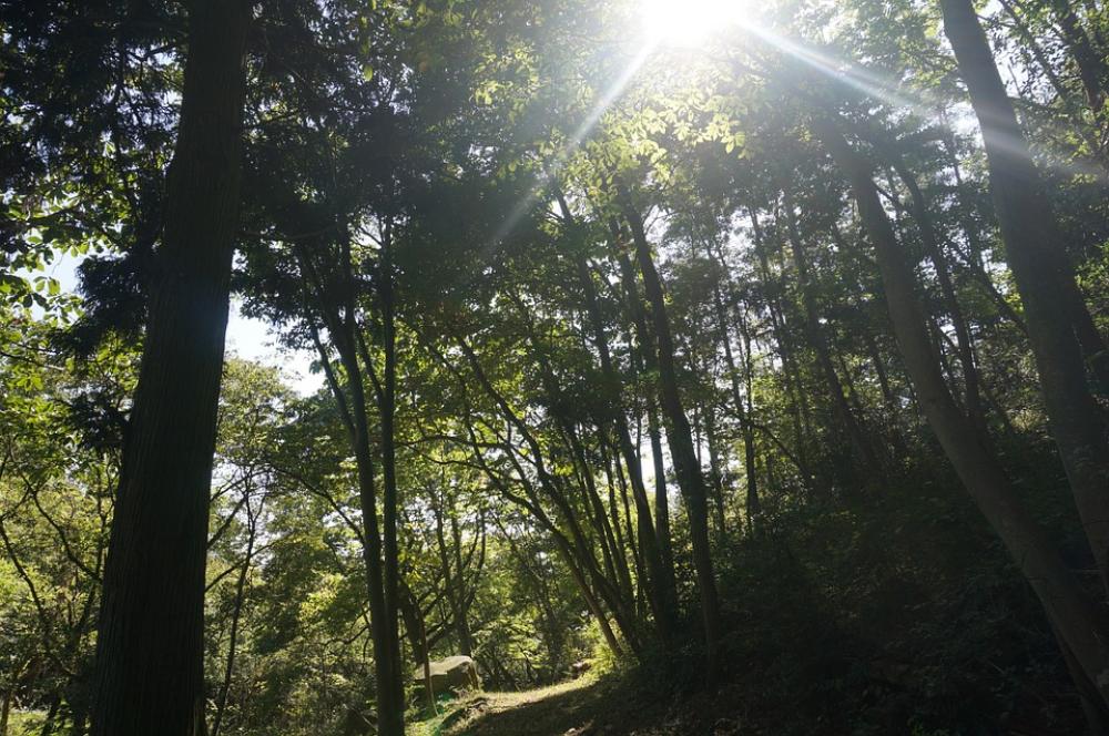 Woods Wood Sun Solar Light Shadow Woods Wood Sun Solar Light Shadow