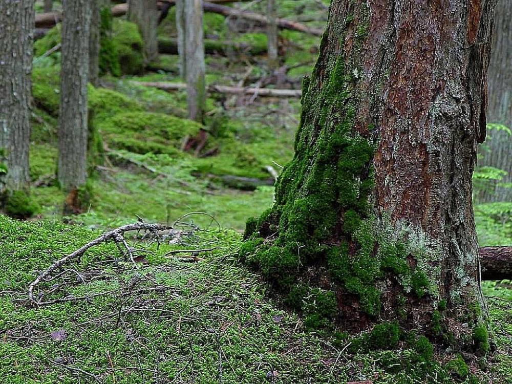 Woods Forests Trees Mossy Forest Landscapes Woods Forests Trees Mossy Forest Landscapes