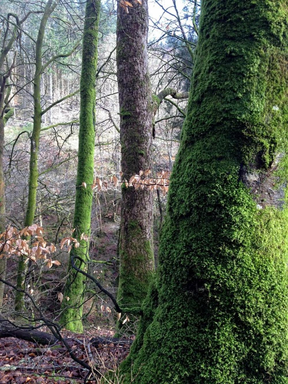 Woods Nature Tree Wild Natural Outdoor Forest Woods Nature Tree Wild Natural Outdoor Forest