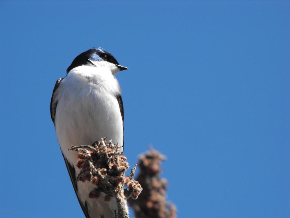 Wye Marsh Bird Black White Ontario Nature Wye Marsh Bird Black White Ontario Nature