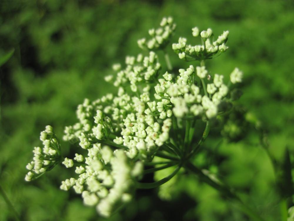 Yarrow White Green Blossom Bloom Grassland Plants Yarrow White Green Blossom Bloom Grassland Plants