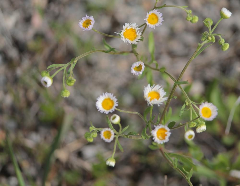 Download Yellow White Flowers Weed Green Oklahoma Nature | Image Finder