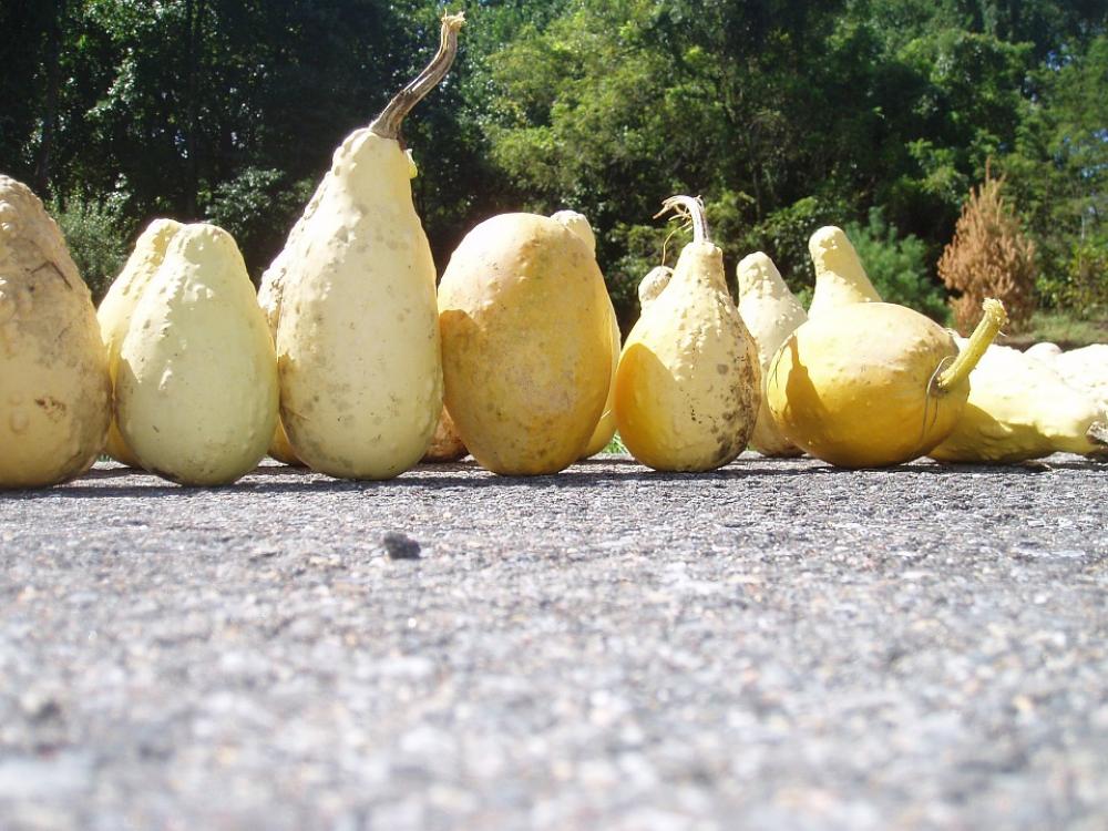 Yellow Ornamental Gourds Fall Halloween Pumpkin Yellow Ornamental Gourds Fall Halloween Pumpkin