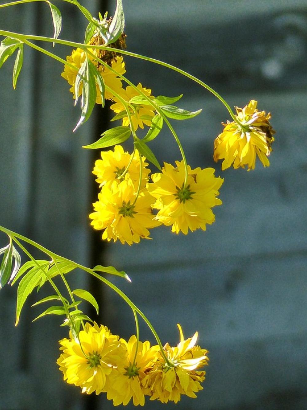 Yellow Flowers Cluster Flora Plant Garden Hanging Yellow Flowers Cluster Flora Plant Garden Hanging