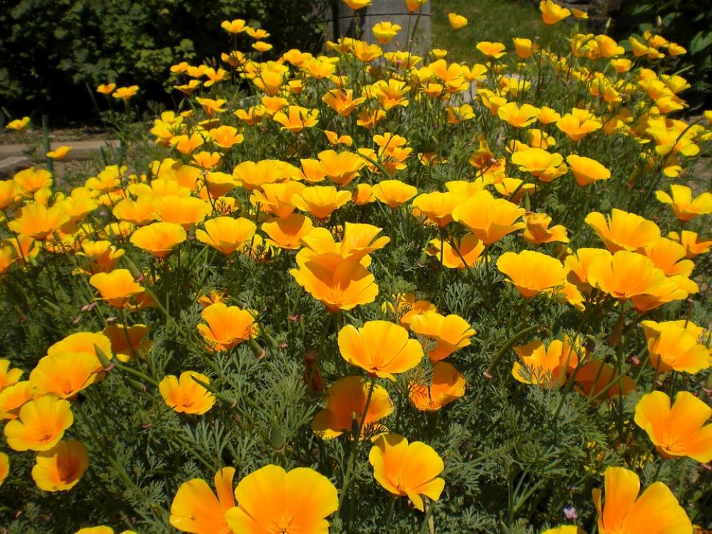 Yellow Blossom Bloom Flowers Close Up Plant Yellow Blossom Bloom Flowers Close Up Plant