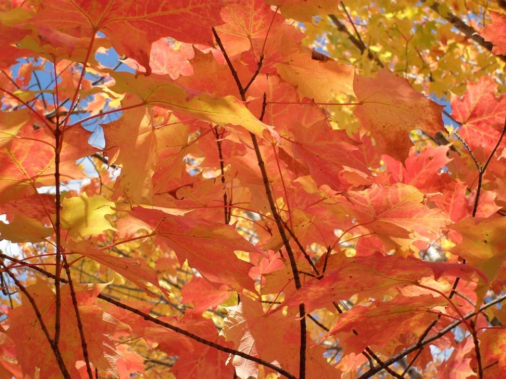Yellow Red Tree Orange Sky Autumn Season Leaf Yellow Red Tree Orange Sky Autumn Season Leaf