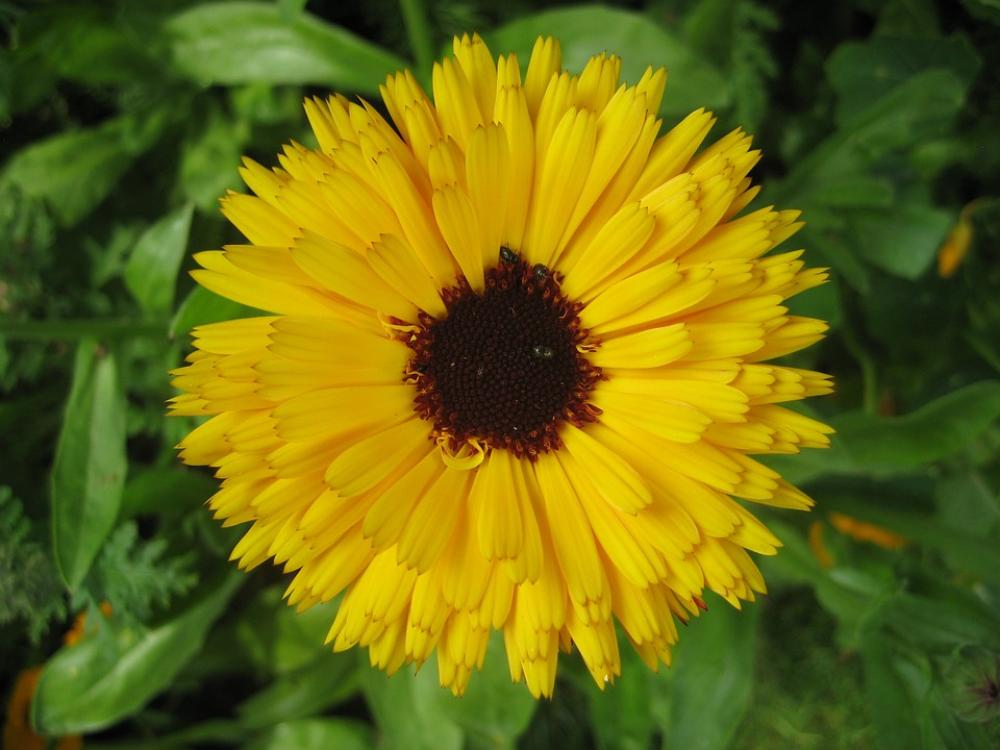 Yellow Flower Summer Beautiful Nature Garden Yellow Flower Summer Beautiful Nature Garden