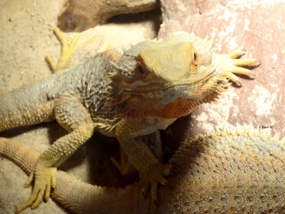 Yellow Lizard Reptile Animals Animal Lizards Yellow Lizard Reptile Animals Animal Lizards