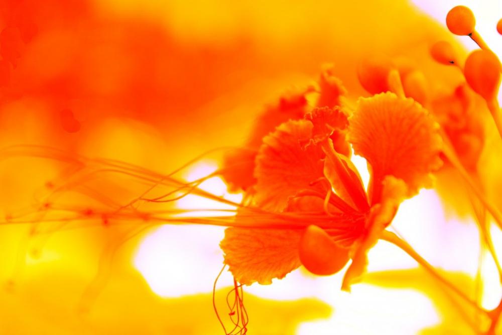 Yellow Background Flower Yellow Background Flower Yellow Background Flower Yellow Background Flower