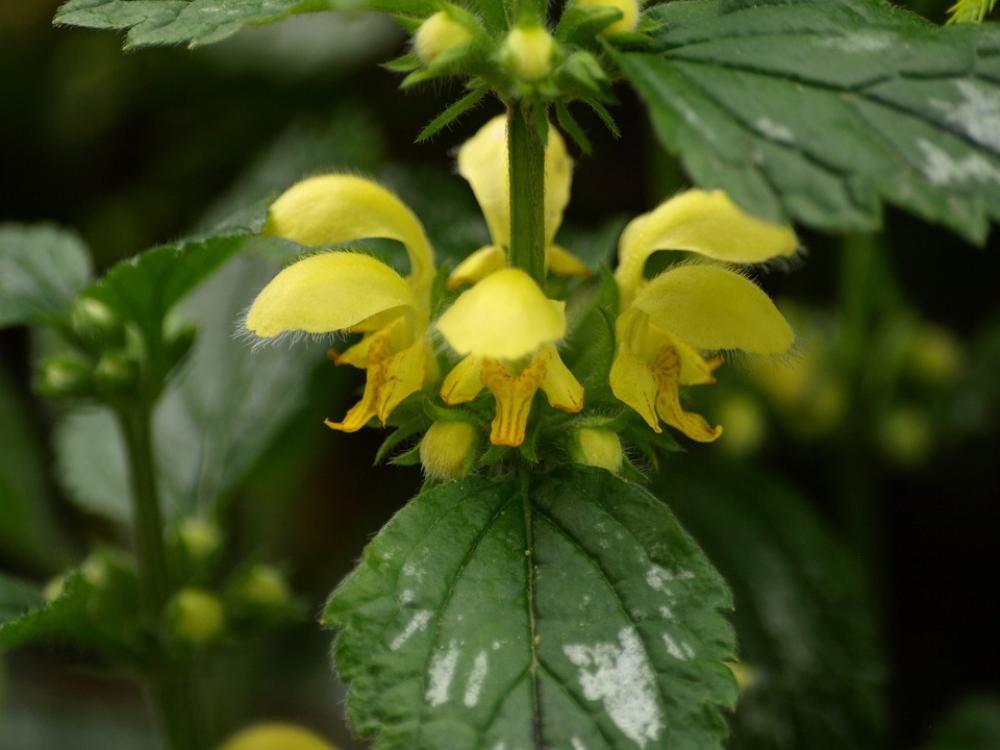 Yellow Deadnettle Dead Nettle Yellow Blossom Bloom Yellow Deadnettle Dead Nettle Yellow Blossom Bloom